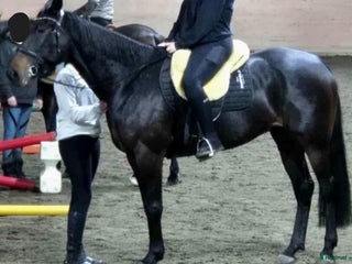 hästar Kraftfull sporthäst i Stenkullen - Annons 17