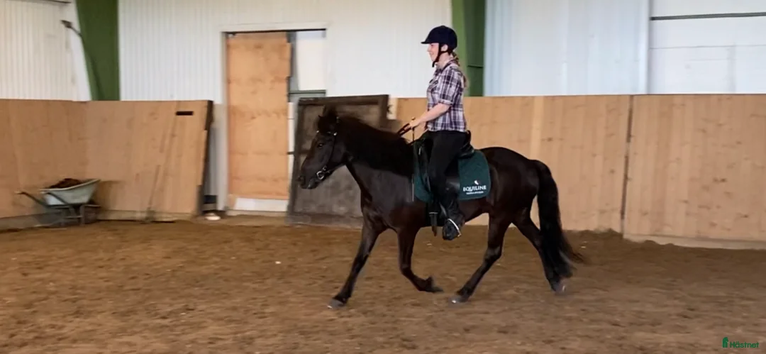 Island hästar till salu: Intressekoll i Knutby - Annons 18