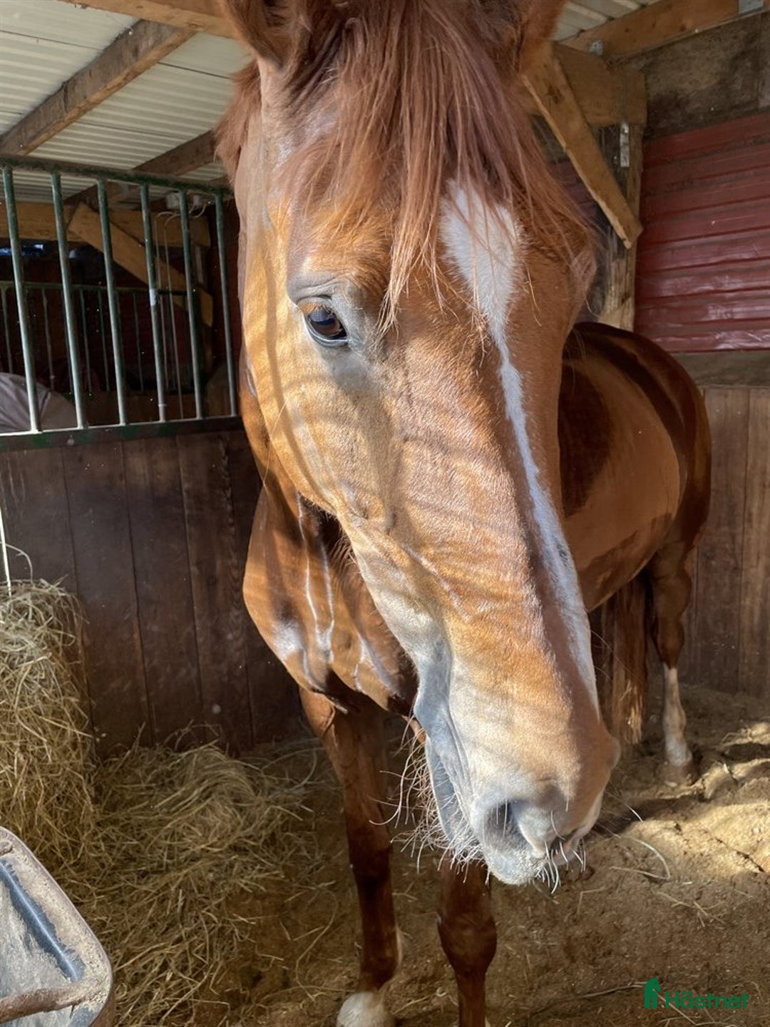 Dressyr hästar till salu: Harmonisk häst med bra ridbarhet - Annons 4