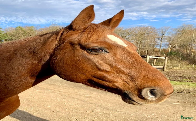  hästar Stor häst i litet format  i Ljungbyhed - Annons 14