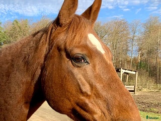 Allround hästar till salu: Stor häst i litet format i Ljungbyhed - Annons 1