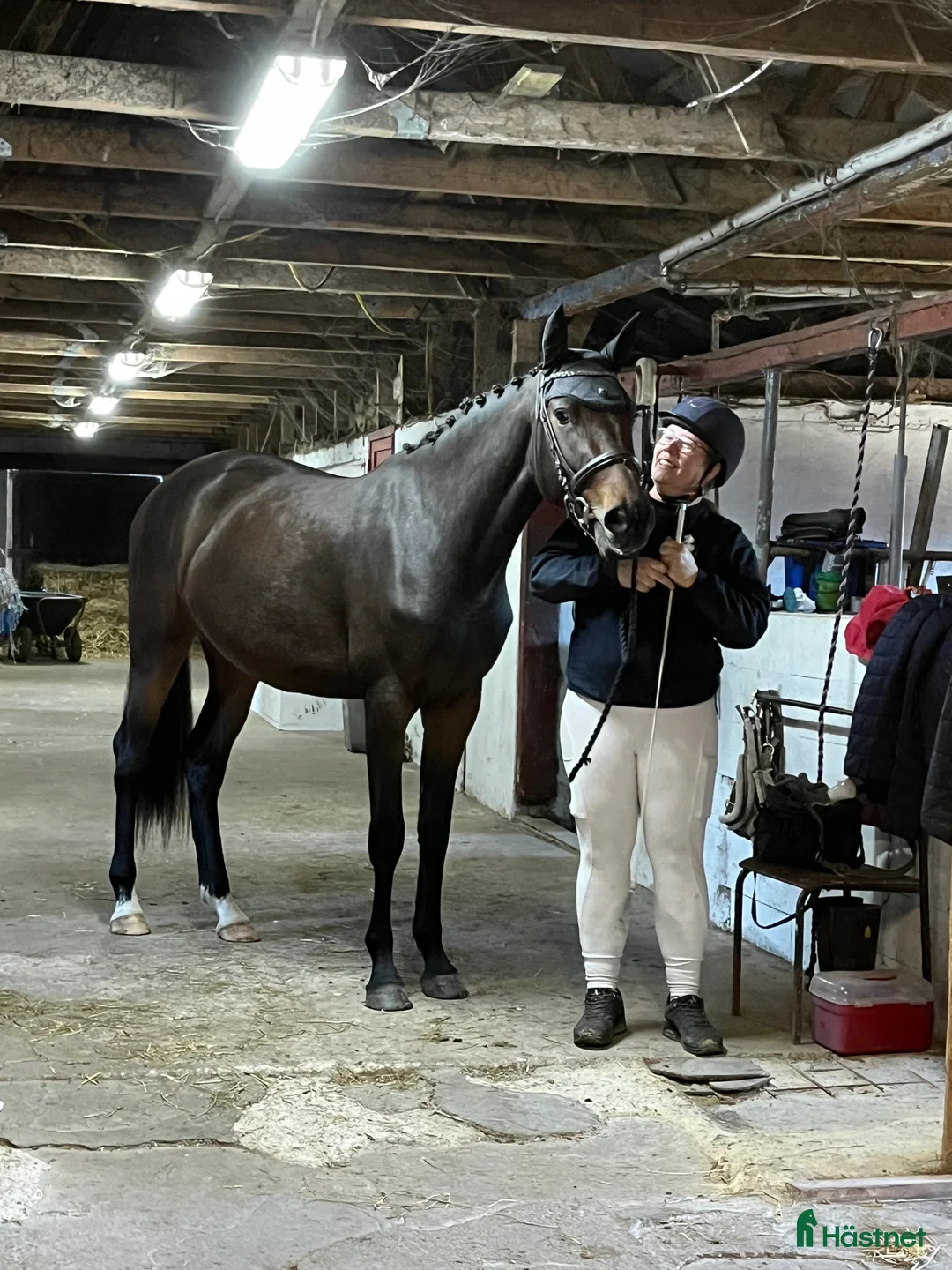 Hoppning hästar till salu: Dansk Varmblod i Ruds-Vedby - Annons 3