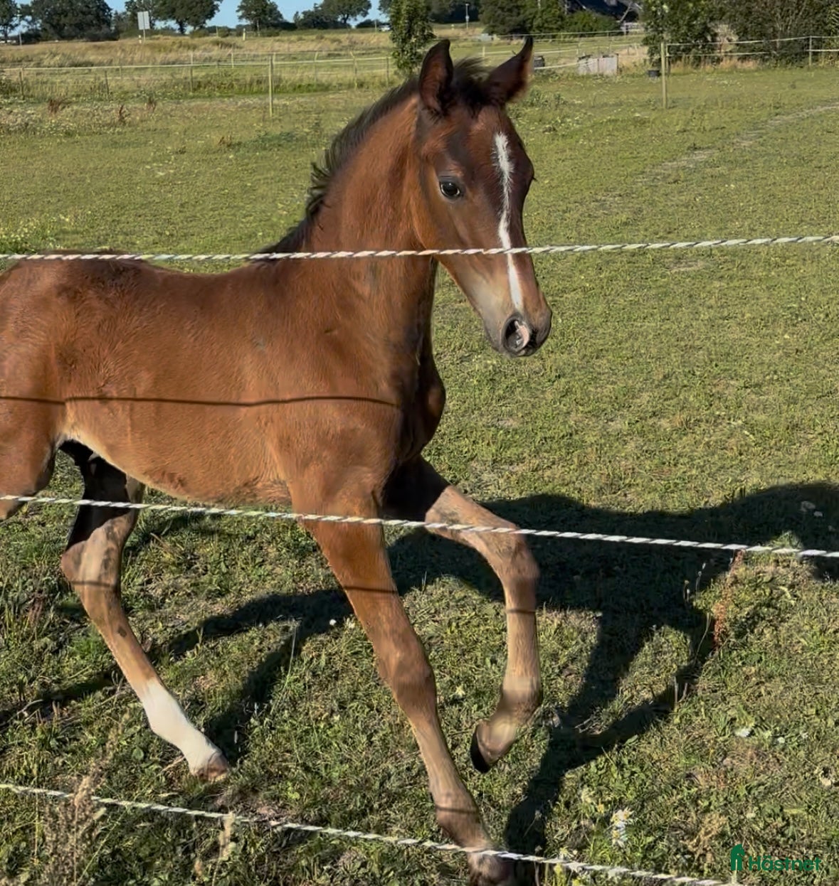  hästar Hingstföl med starkt möderne - Annons 16