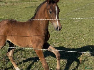 hästar Hingstföl med starkt möderne - Annons 16