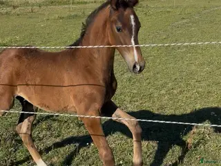 hästar Hingstföl med starkt möderne - Annons 14