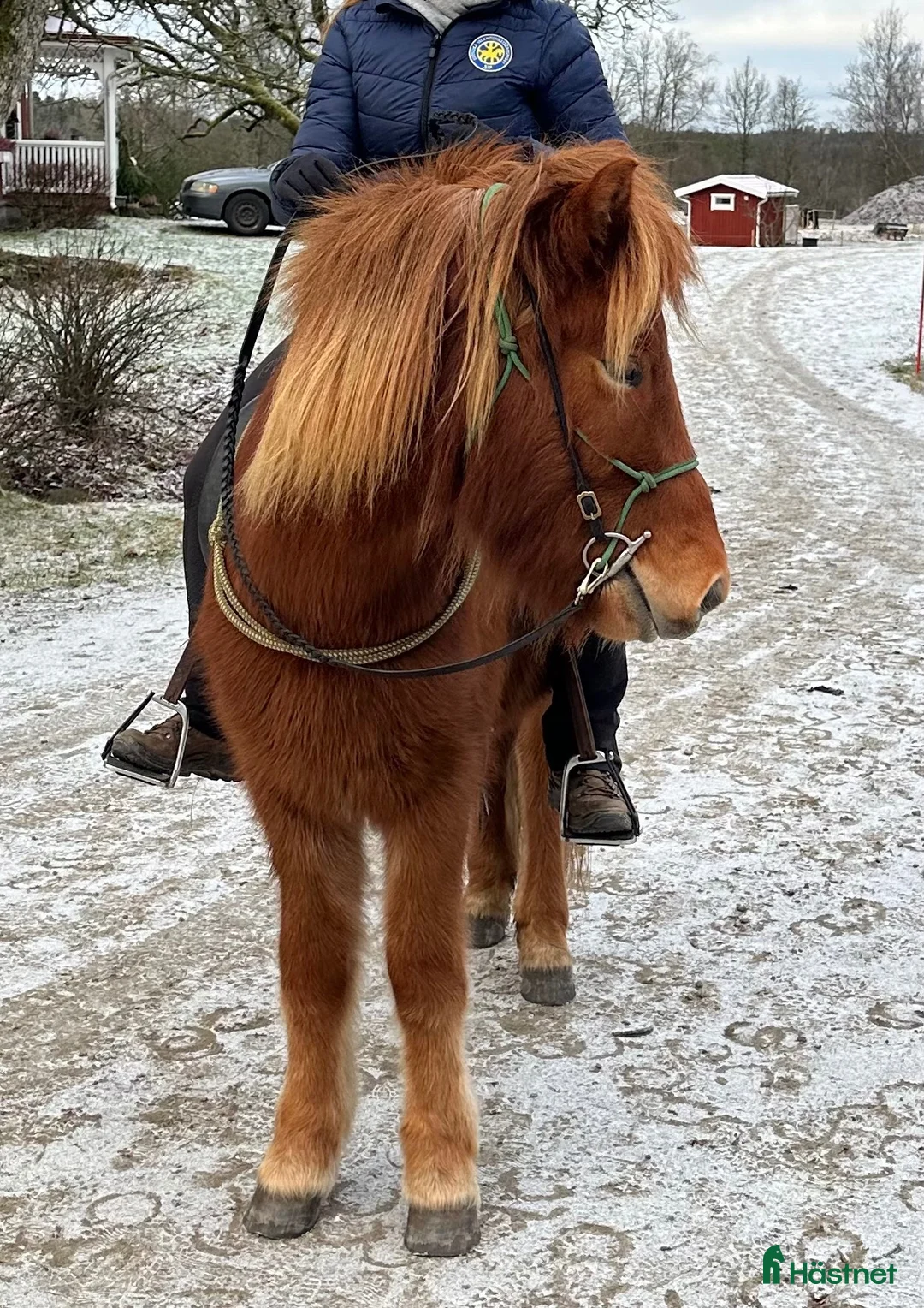 Island hästar till salu: Snäll valack  - Annons 1