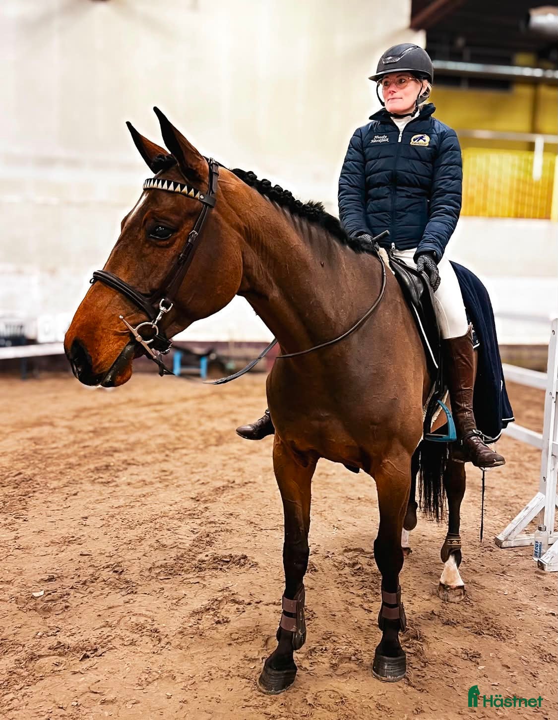  hästar 7 årig SWB valack för hoppning  - Annons 2