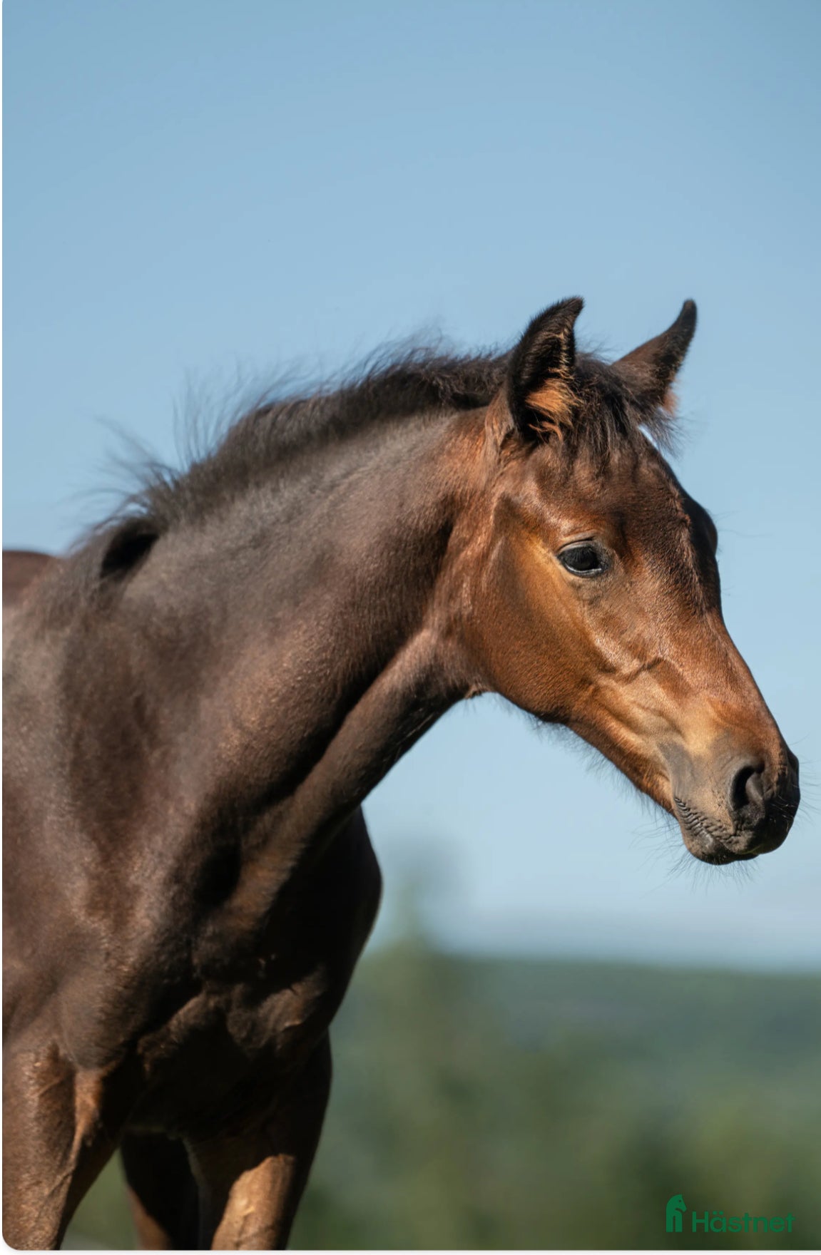  hästar Hingstämne e Diarado-Hip Hop i Gräsmark - Annons 17