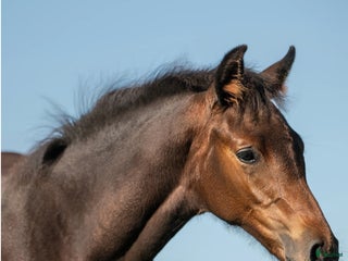 hästar Hingstämne e Diarado-Hip Hop i Gräsmark - Annons 15