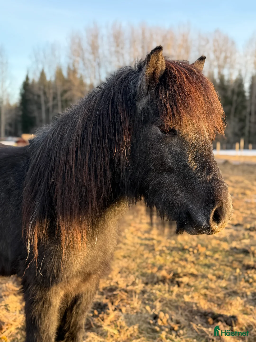 Island hästar till salu: Sött ungsto - Annons 1