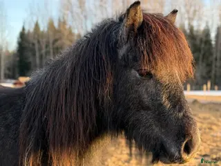 hästar Sött ungsto - Annons 3