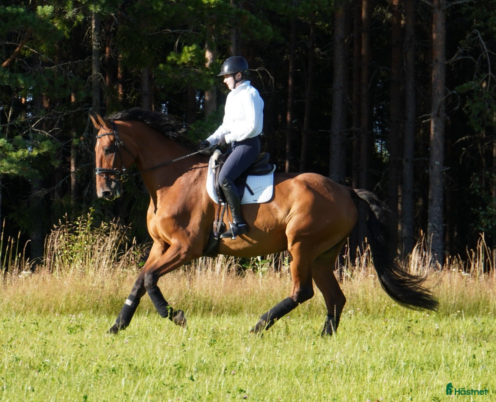  hästar Allsidig tävlingskompis - Annons 2