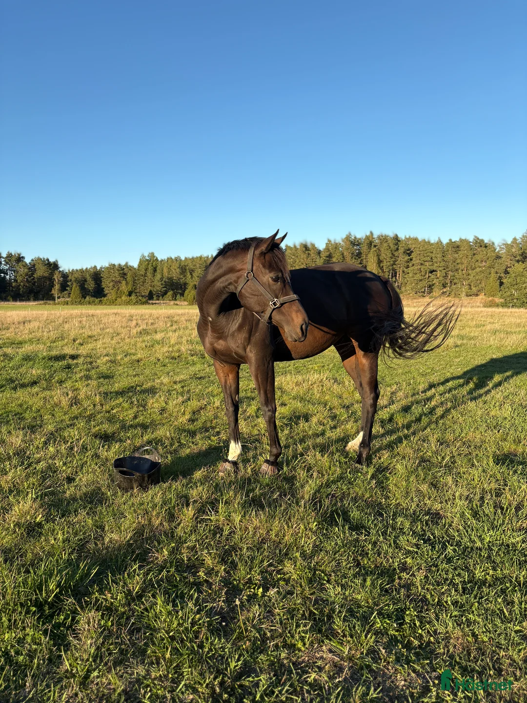 Allround hästar till salu: Trevlig allroundhäst!  i Söderköping - Annons 3