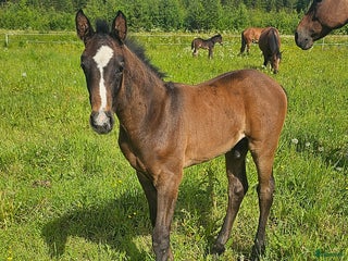 Hoppning hästar till salu: Snygg kille för framtiden! i Vännäs - Annons 1