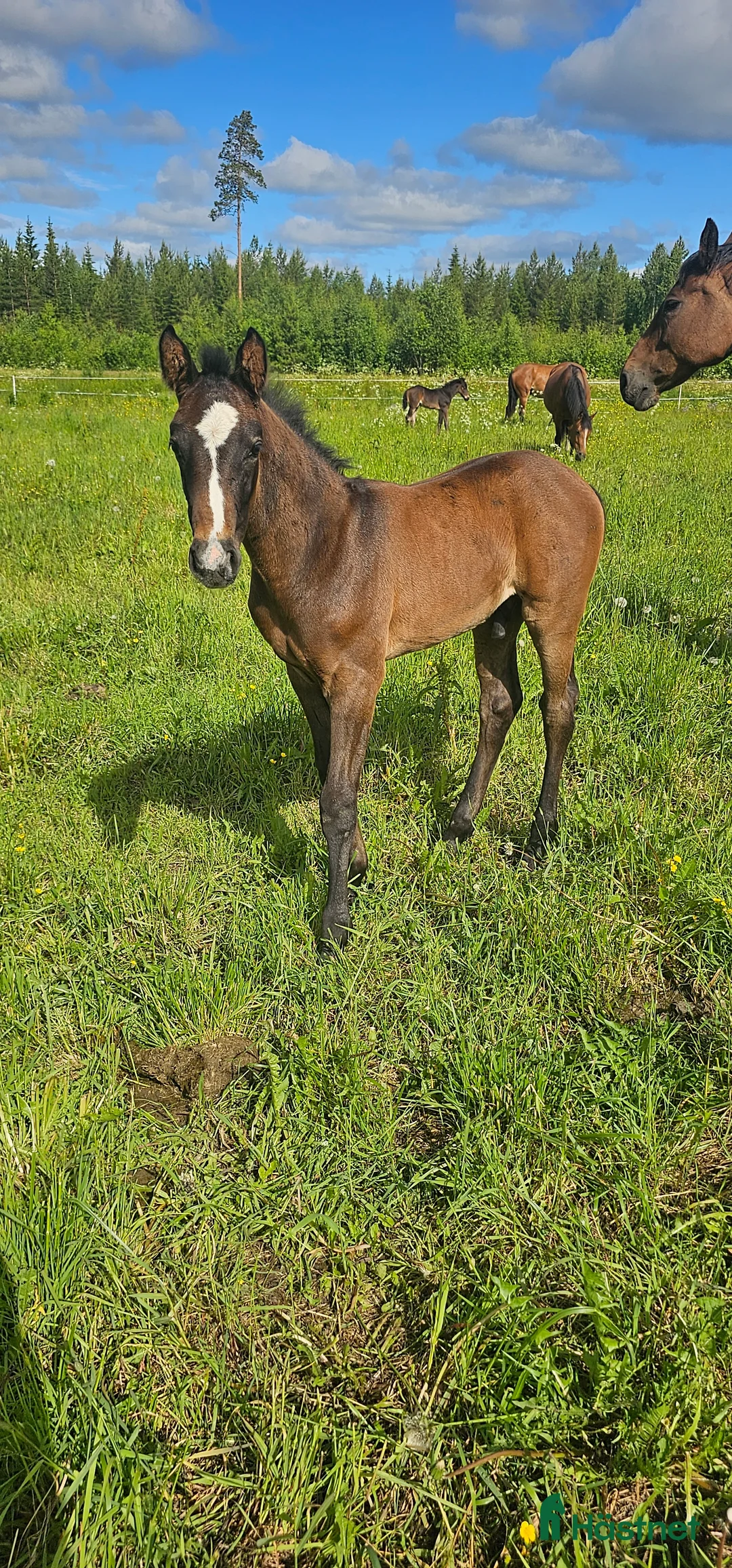 Hoppning hästar till salu: Snygg kille för framtiden! - Annons 5