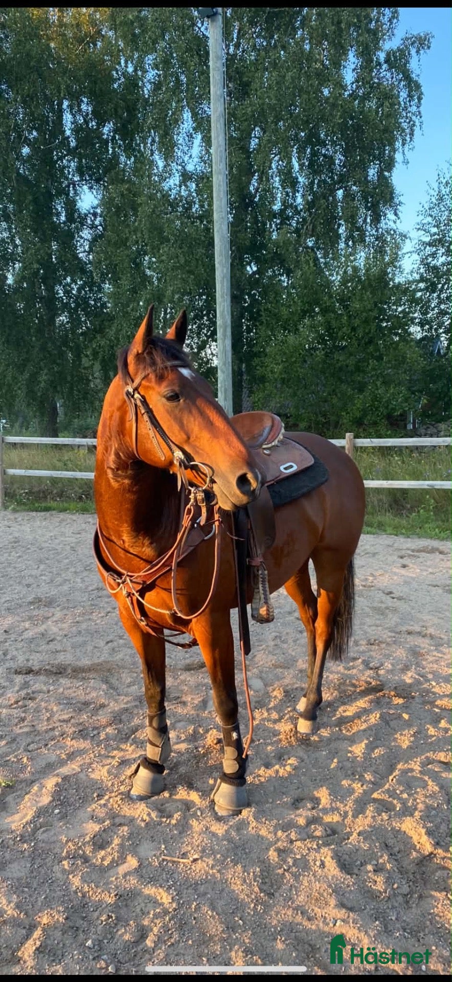  hästar till salu: Quarter valack Cut Like Hickory - Annons 1