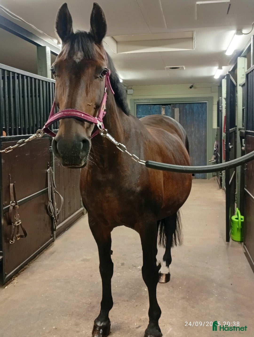 Avelshästar hästar till salu: Två ston avel, sällskap, promenad/ inridning  i Klippan - Annons 2