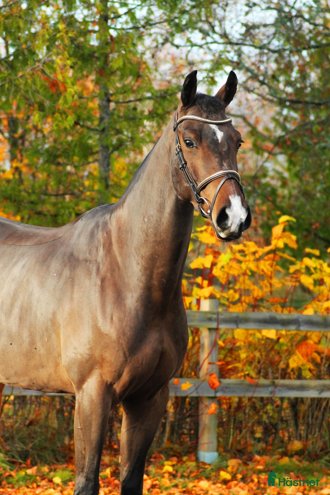 Hoppning hästar till salu: 4år e: Hardrock Z i Åtvidaberg - Annons 7