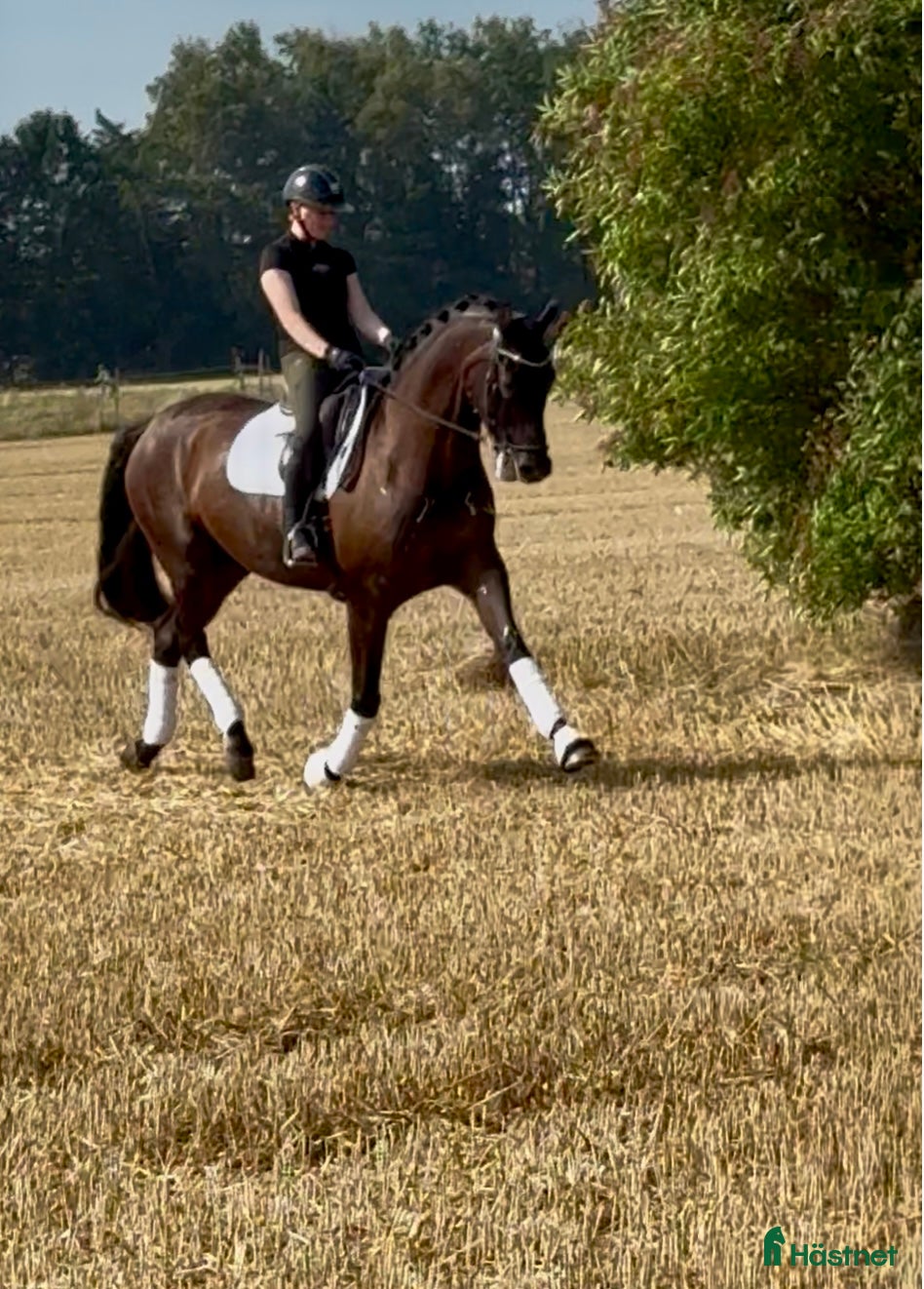 Dressyr hästar till salu: Känslig kille med stor potential  - Annons 3