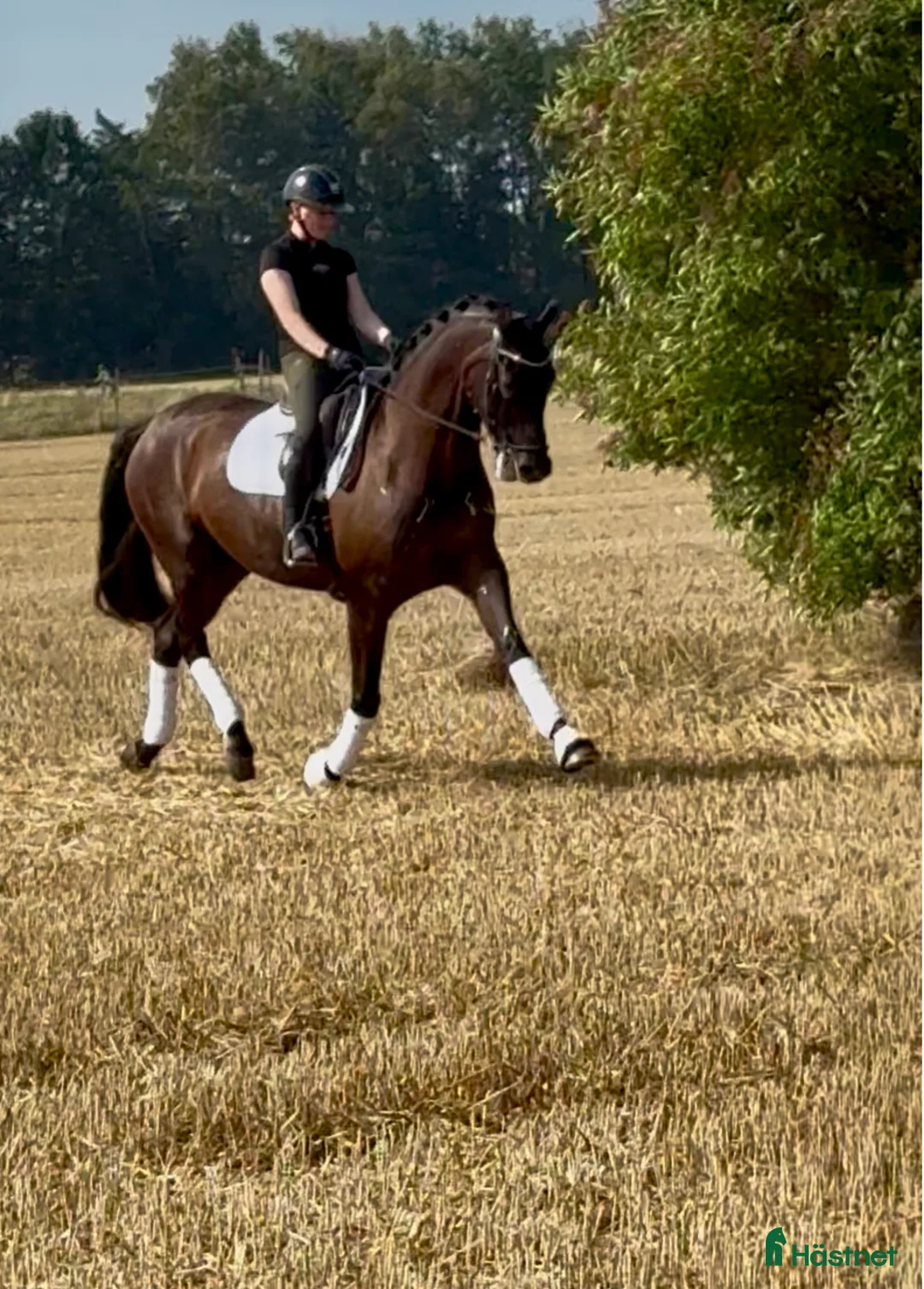 Dressyr hästar till salu: Känslig kille med stor potential  - Annons 1