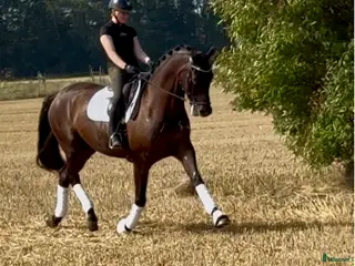 Dressyr hästar till salu: Känslig kille med stor potential - Annons 3