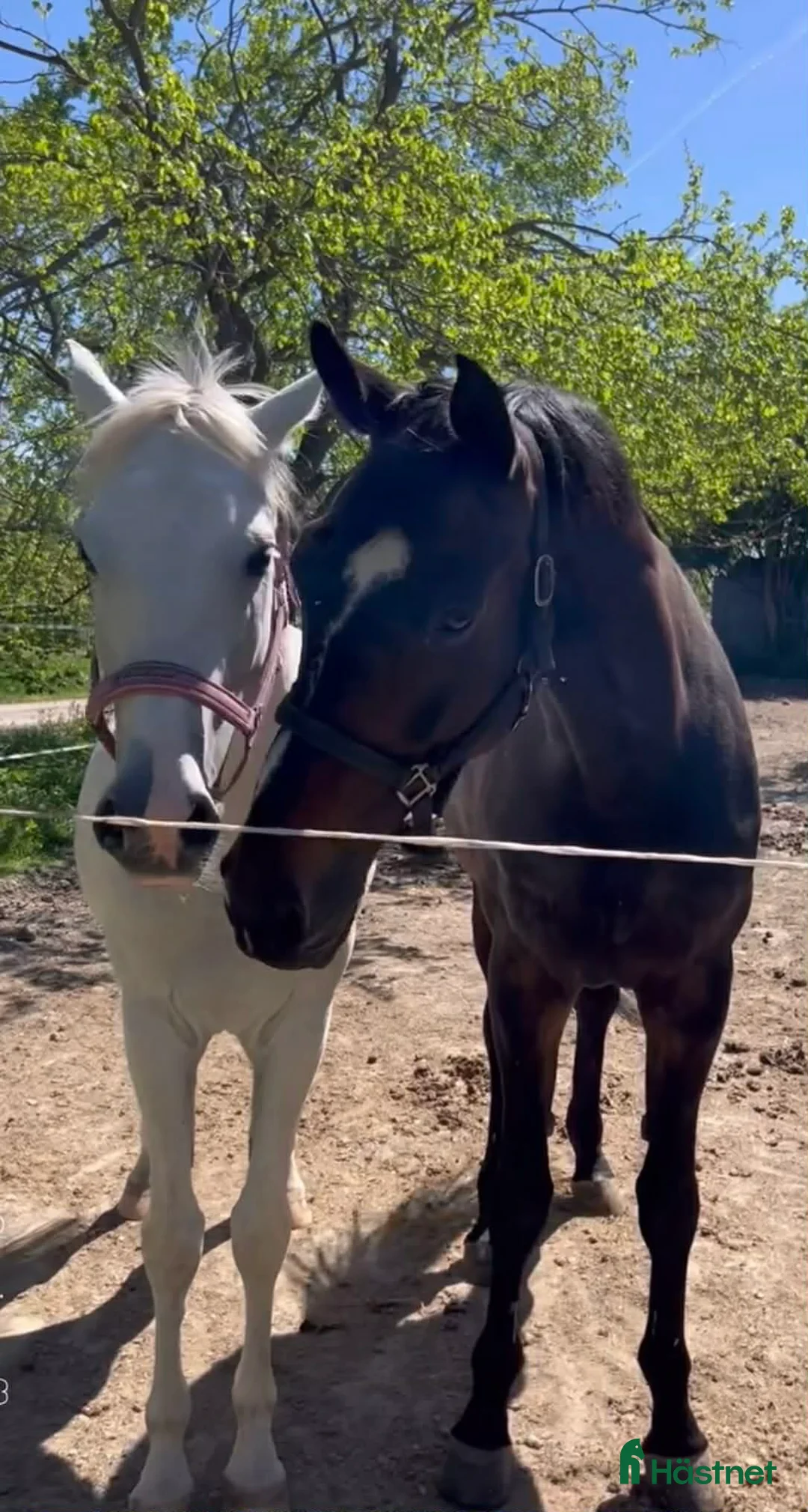 Allround hästar till salu: Arabiskt Fullblod söker nytt hem❤️ - Annons 5