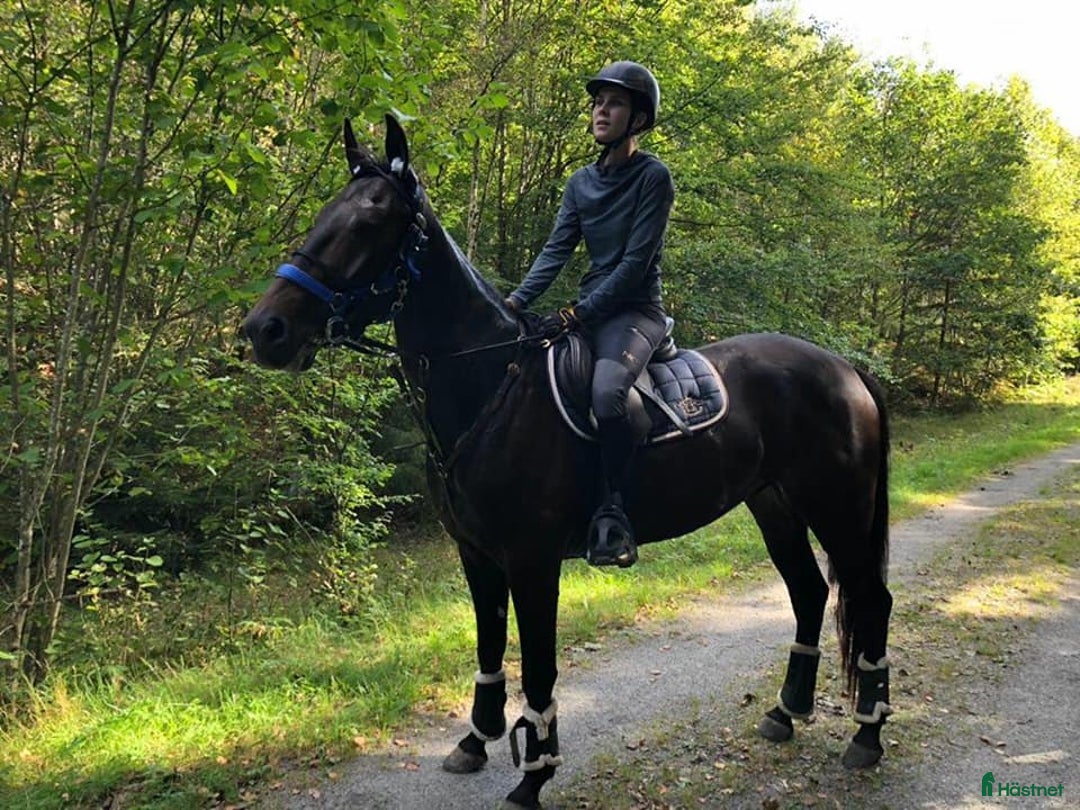 Allround hästar till salu: Mysig varmblodskille med stort hjärta. i Karlshamn - Annons 7