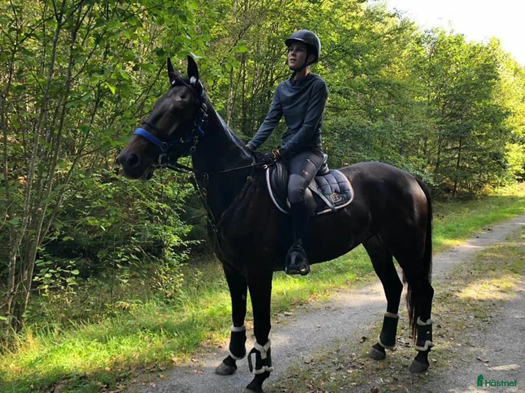 Allround hästar till salu: Mysig varmblodskille med stort hjärta. i Karlshamn - Annons 7