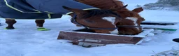  stallplats finnes: Tvärdala/Västra Husby - Annons 1