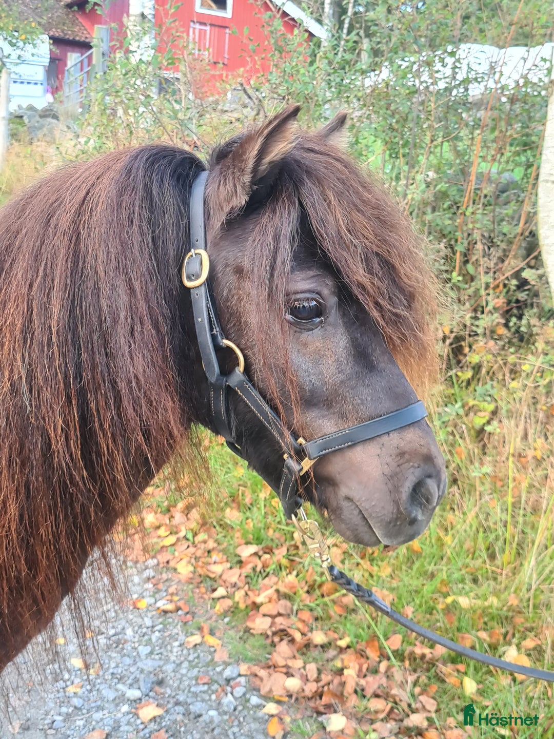 Allround hästar till salu: Minishetland hingst  i Henån - Annons 1