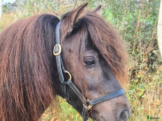 hästar Minishetland hingst i Henån - Annons 15