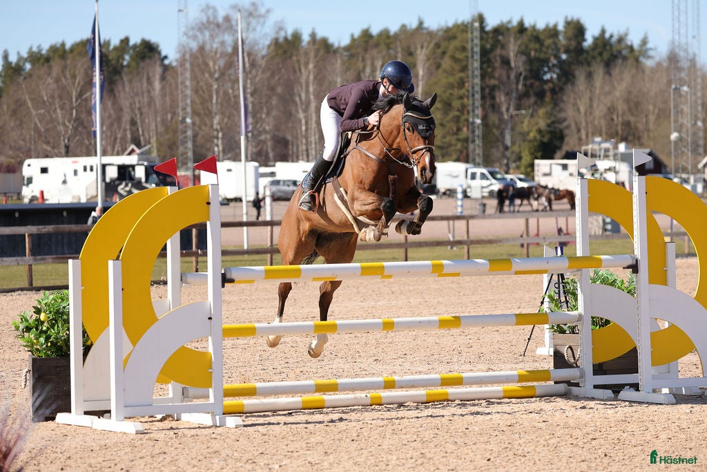  hästar Häftigt sto med kapacitet  - Annons 15