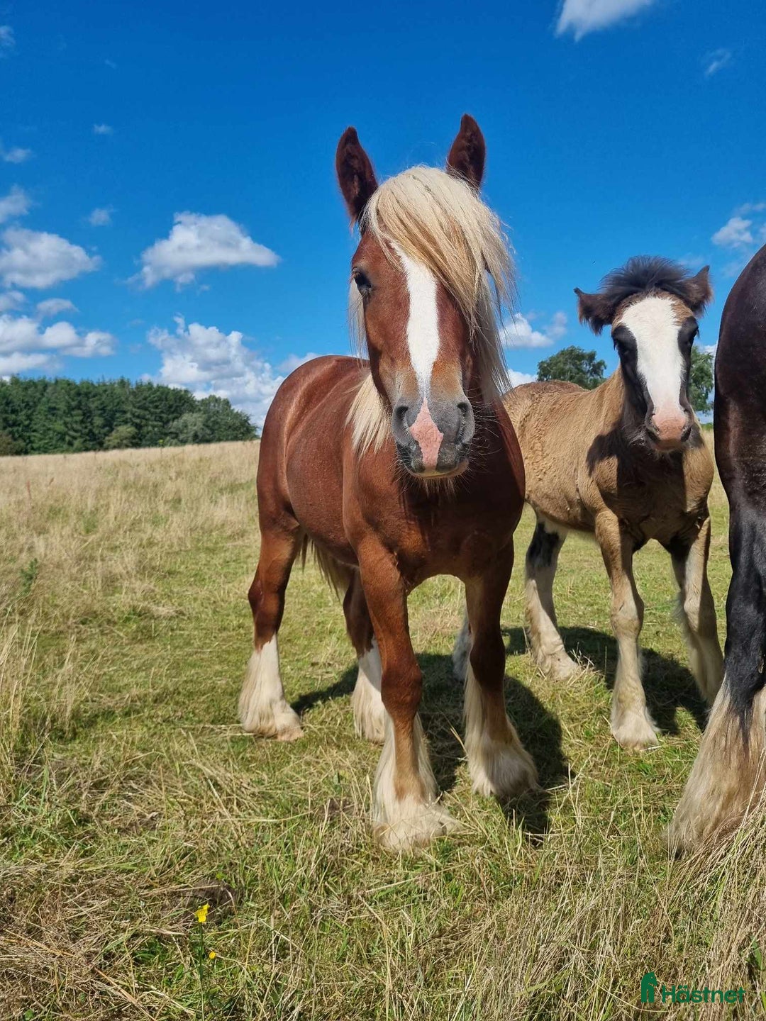 Allround hästar till salu: Drömponny irish cob sto unghäst fux  i Lund - Annons 3