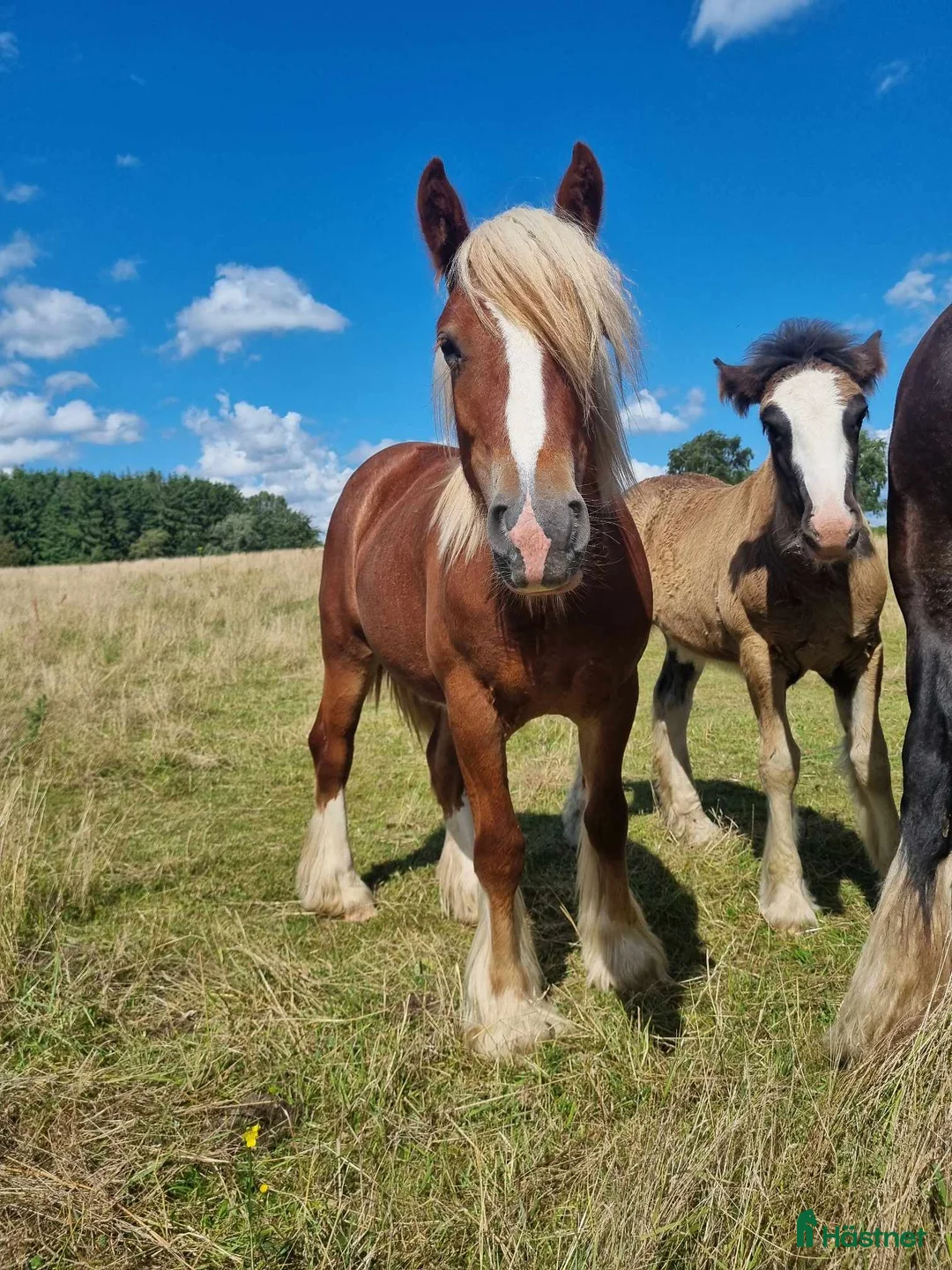 Allround hästar till salu: Drömponny irish cob sto unghäst fux  i Lund - Annons 3