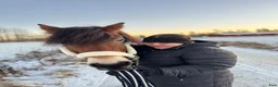  hästjobb finnes: 🐴 Söker jobb i stall 🐴 i Hållsta - Annons 2