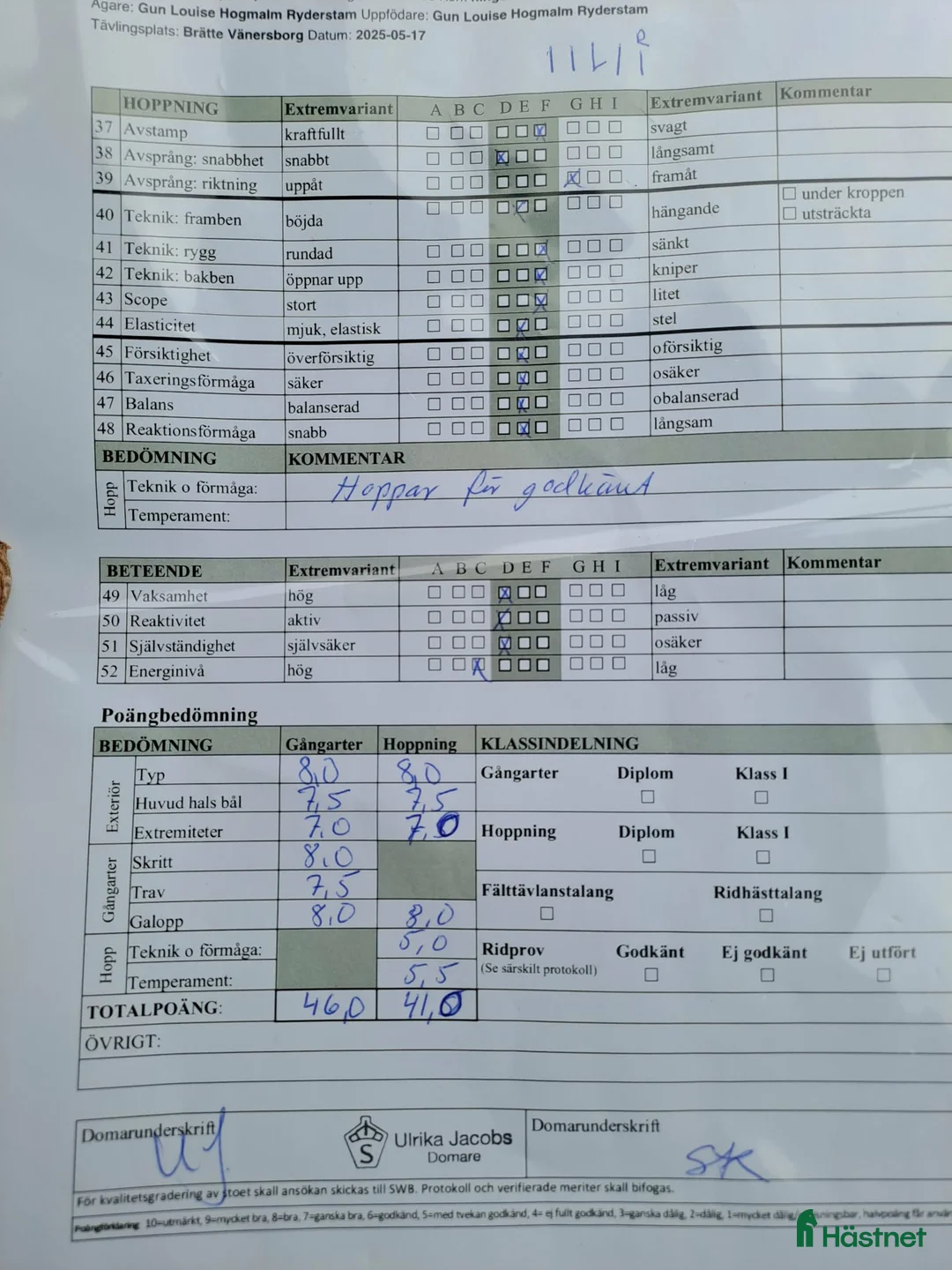 Dressyr hästar till salu: Dressyrtalang 5 årig valack e Americano GJ  i Skärhamn - Annons 4