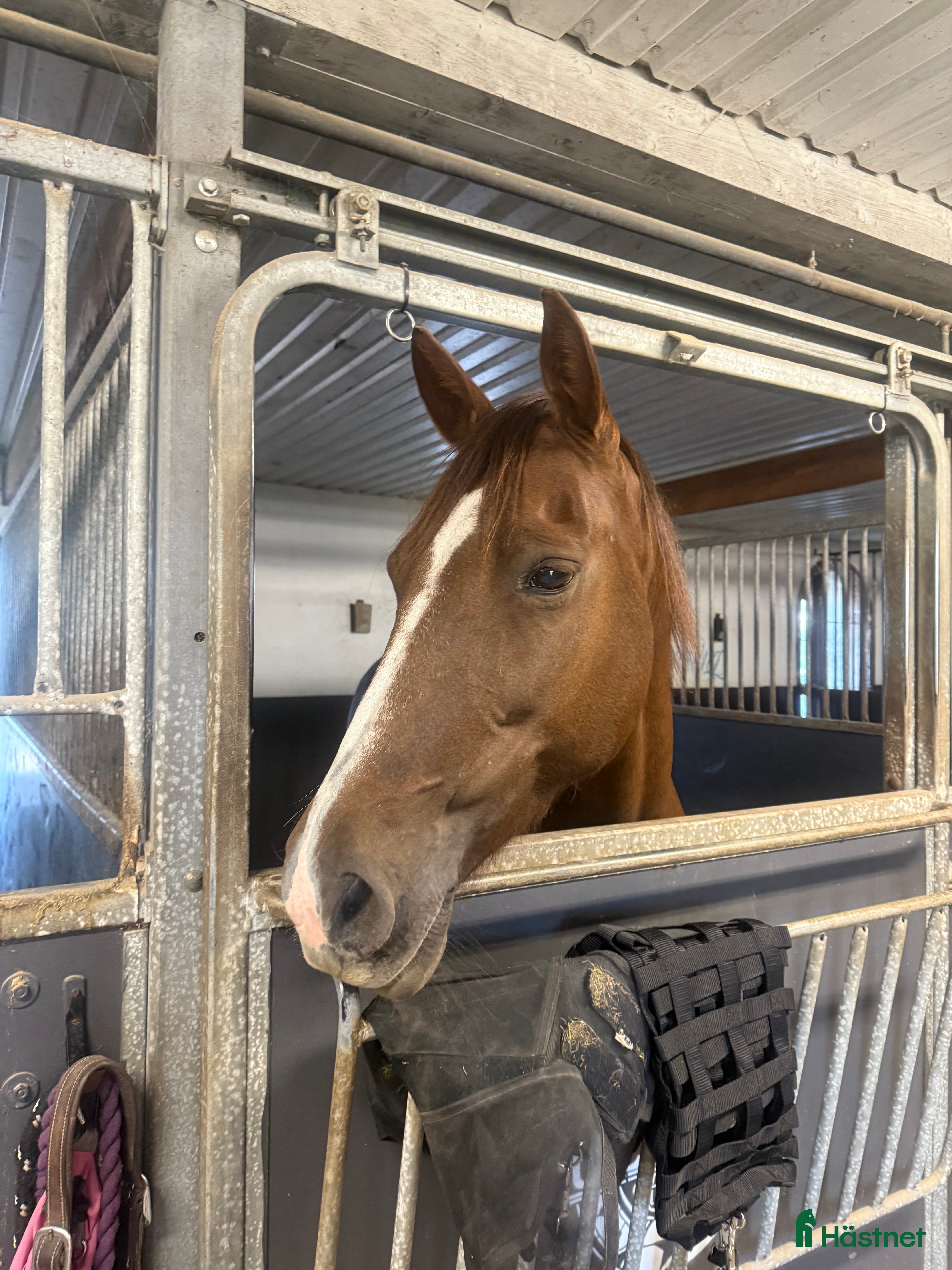  hästar Donna – Morgansto med motor, humor och bra stam - Annons 5