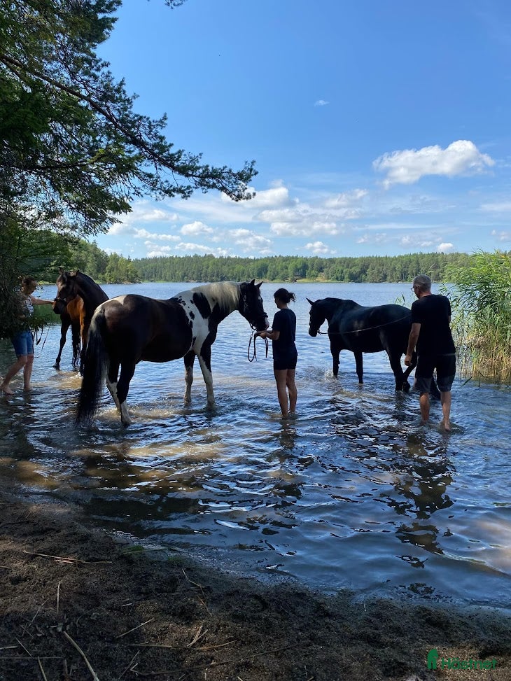  stallplats finnes: Lösdrift i Tullinge för lättfödd häst/ponny - Annons 3