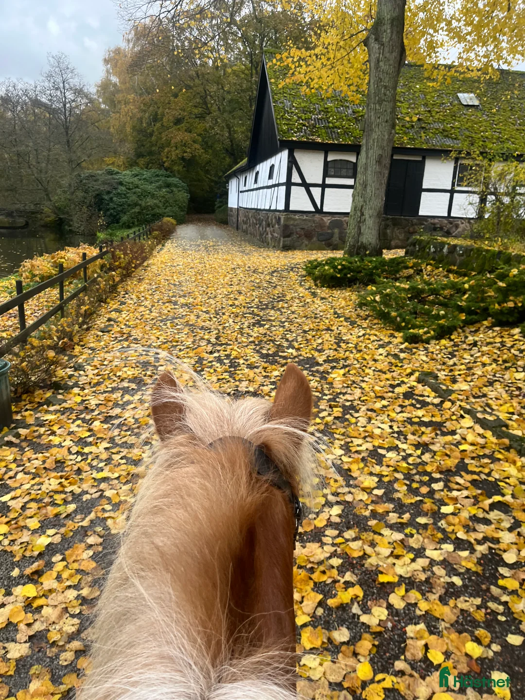  stallplats finnes: Boxplats på vackra Högsmölla, Furulund  i Kävlinge - Annons 2