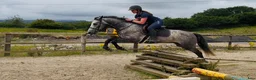 Allround hästar till salu: Connemara gelding 155cm - Annons 8
