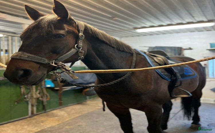  hästar i Ekerö - Annons 15