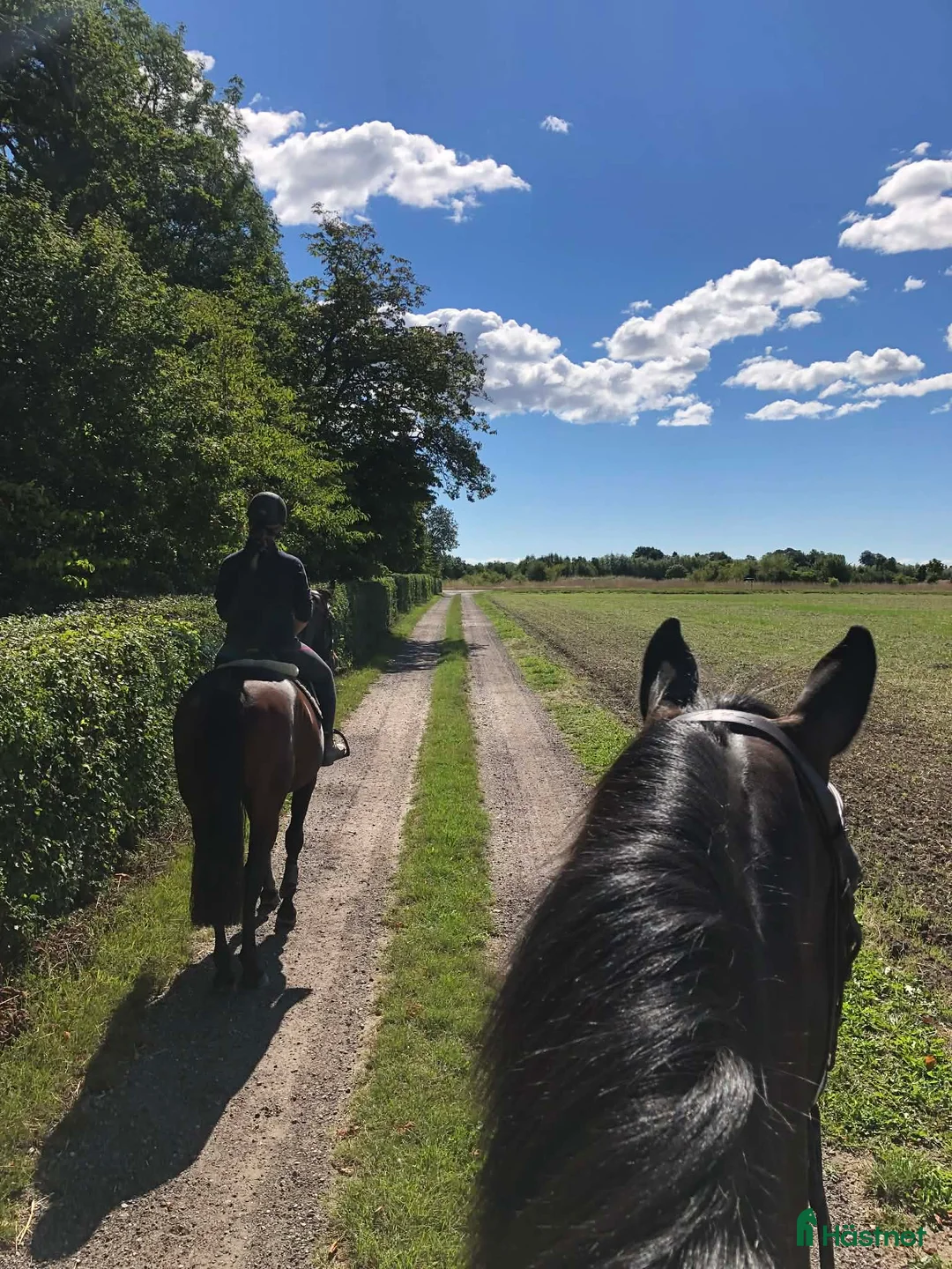  stallplats finnes: Vi har tre boxplatser lediga from 1 mars😊 i Vellinge - Annons 10