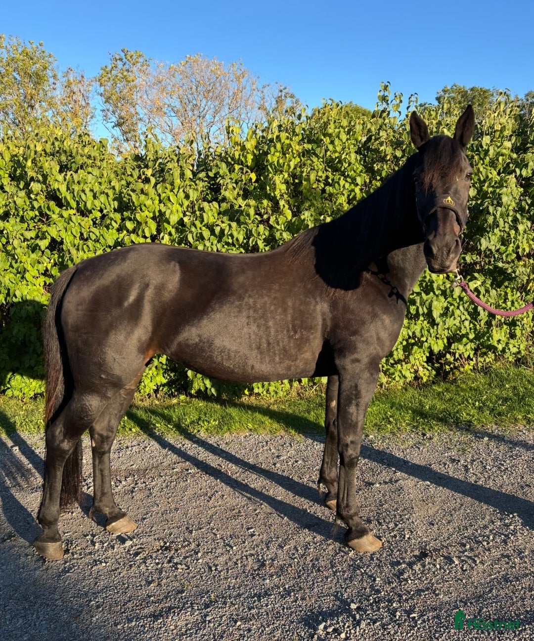 Avelshästar hästar till salu: Avelssto / Sällskapshäst i Östhammar - Annons 4