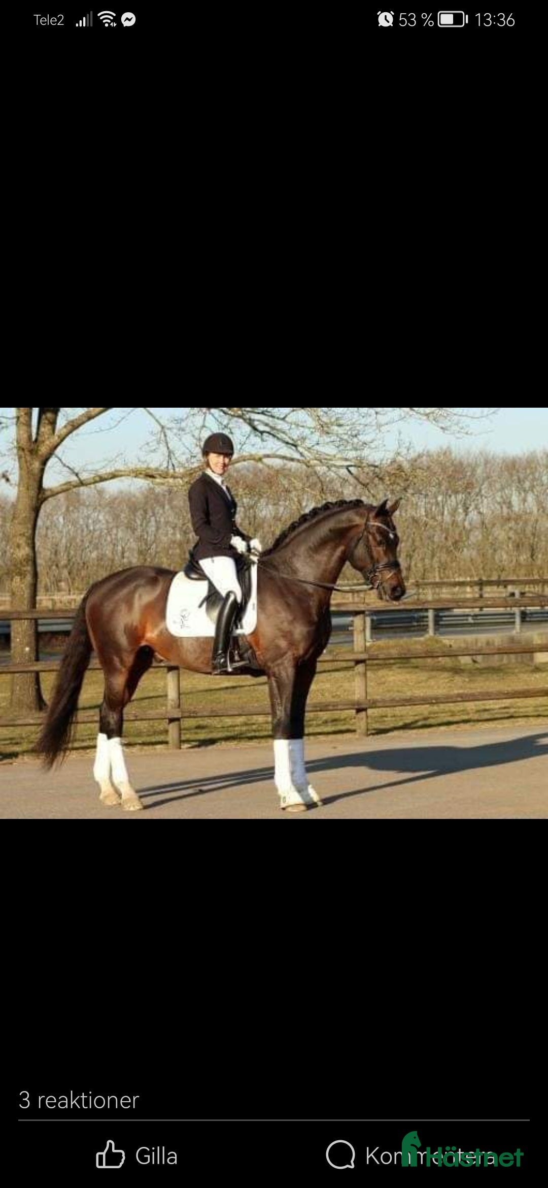 Dressyr hästar till salu: BOKAD: Avelssto dräktig m Hesselhøj D.U i Kalmar - Annons 7