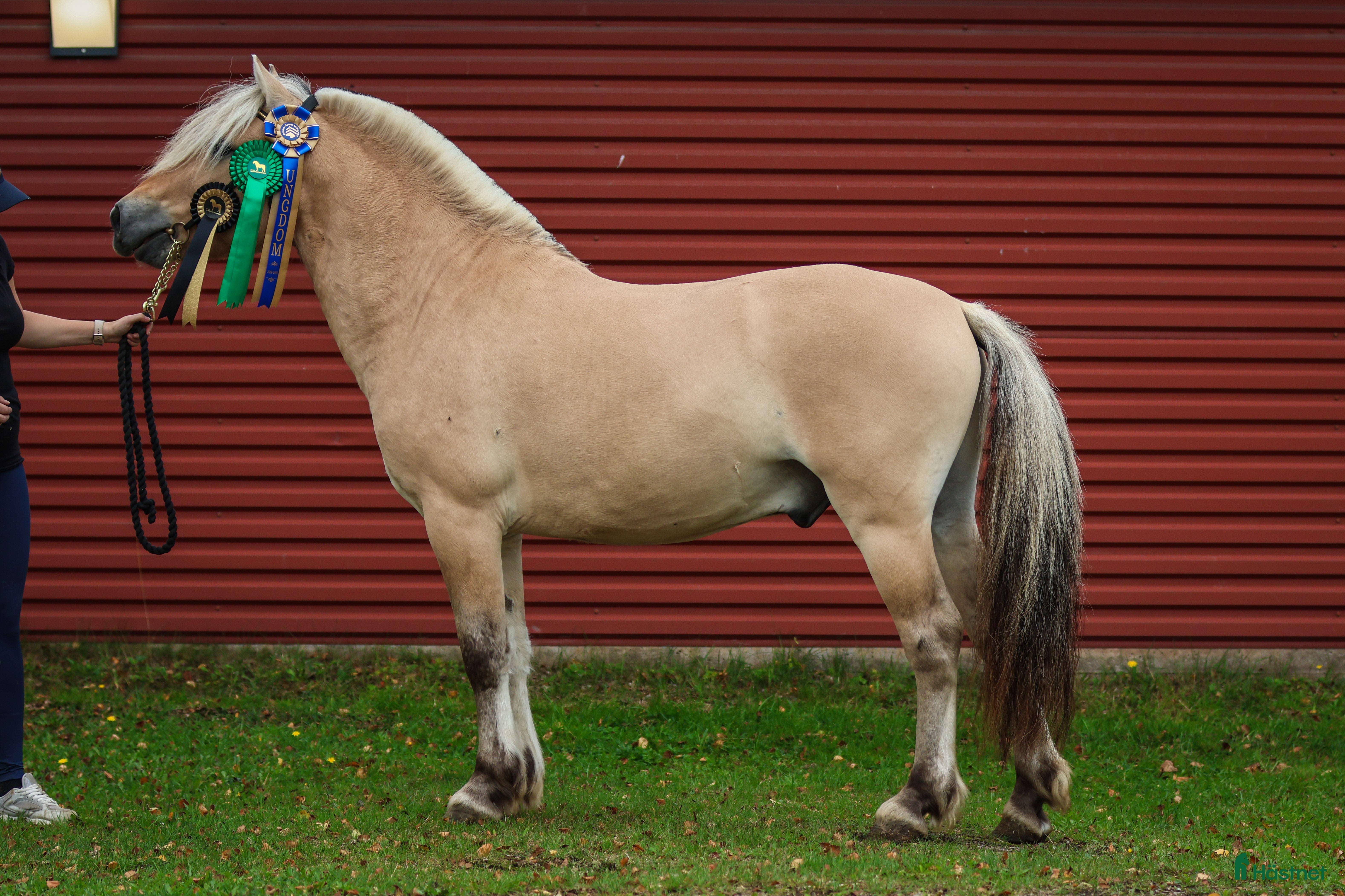  hästar Lothar, världens bästa häst ♡ i Söderköping - Annons 16