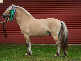 hästar Lothar, världens bästa häst ♡ i Söderköping - Annons 14