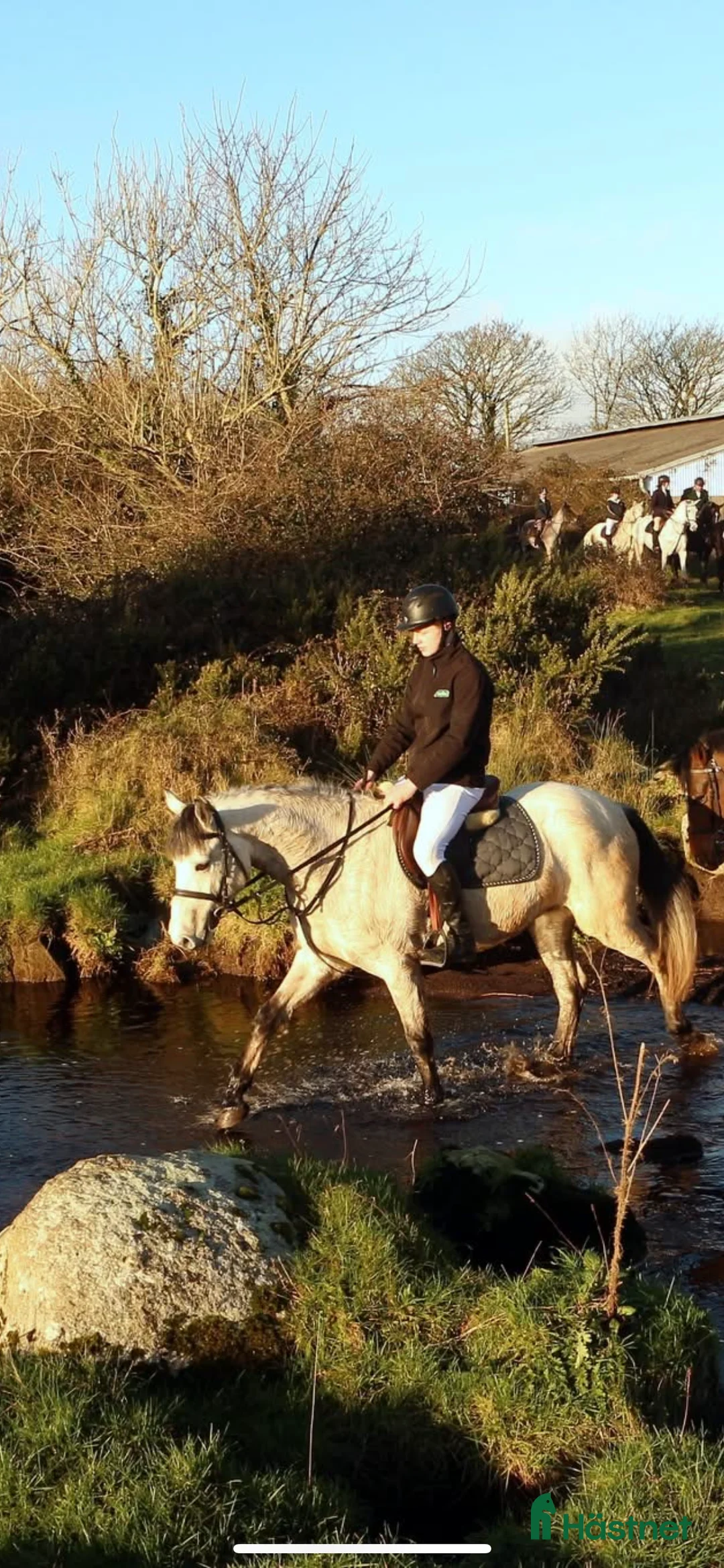 Allround hästar till salu: 6 y/o 148cm - Annons 2