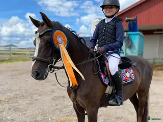 hästar Vackert b-ponnysto i Sala - Annons 5