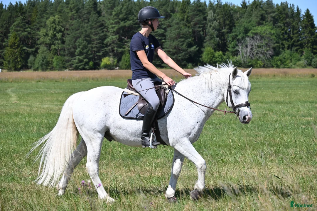 Allround hästar till salu: Allround Connemara  - Annons 1