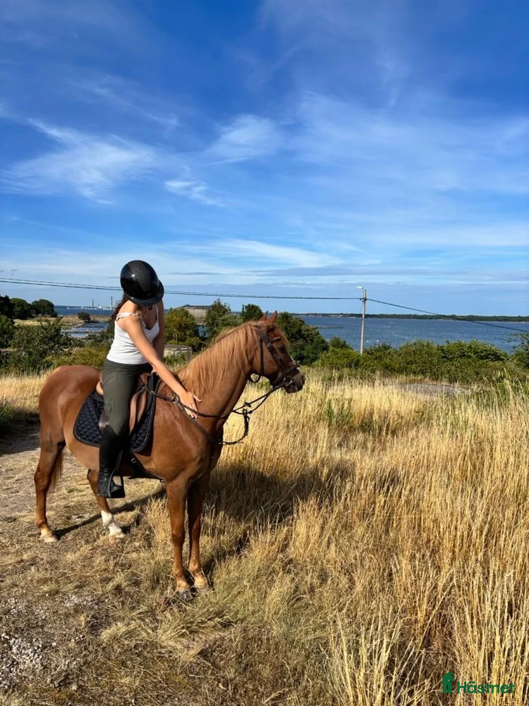 Allround hästar till salu: Nätt D-ponny med mycket energi - Annons 2